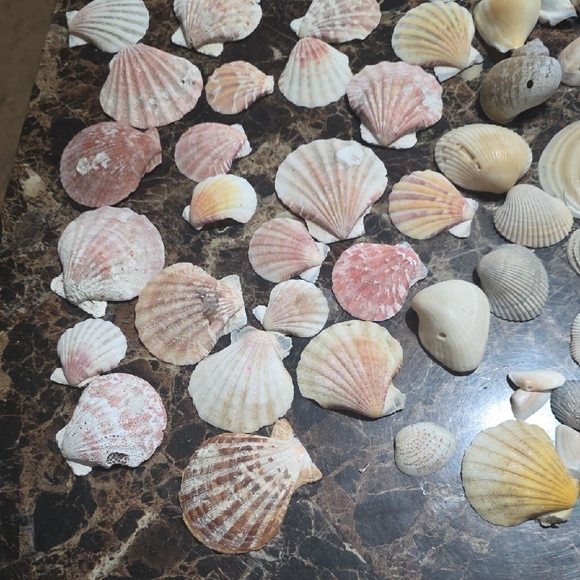 Large Seashell Collection - Picture 4 of 6